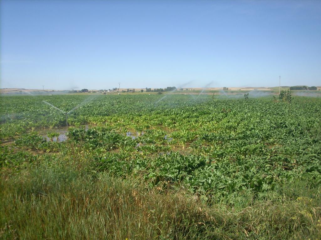 spanyol agrárium