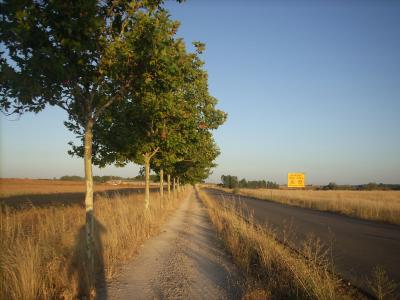 Eus pályázatból épülő camino út juharfákkal 30km hosszan