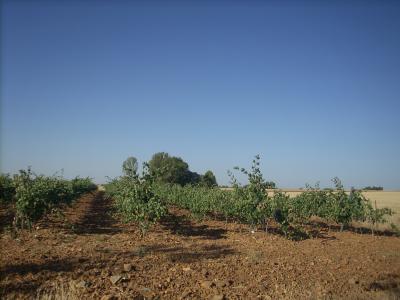 camino út