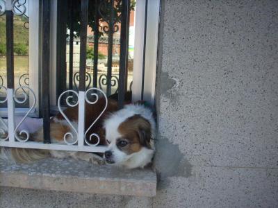 Ponferada/kutyus az ablakban/